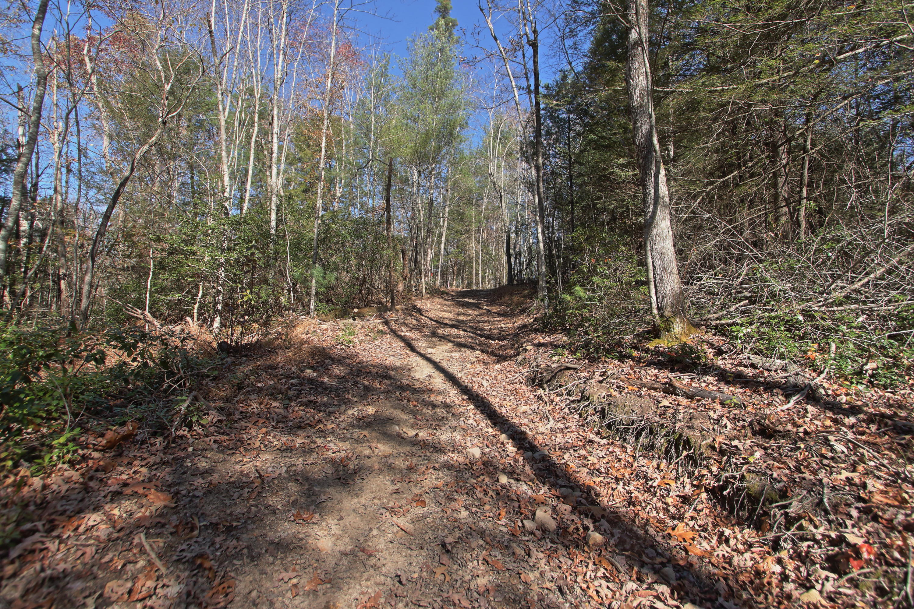 Lot 3 Cole Place Road Allardt, TN 38504 - Photo 7 of 7 horse trail at back