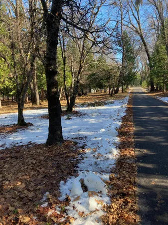 a tree in the middle of a yard