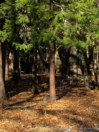 a view of outdoor space with trees