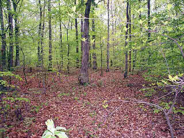 30195 Zoar Road Locust Grove, VA 22508 - Photo 3 of 4 Gallery Image 3