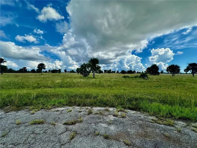 a view of a big yard with plants and large trees
