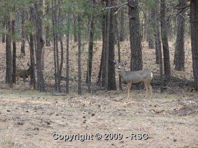10850 Thomas Road Colorado Springs, CO 80908 - Photo 15 of 16