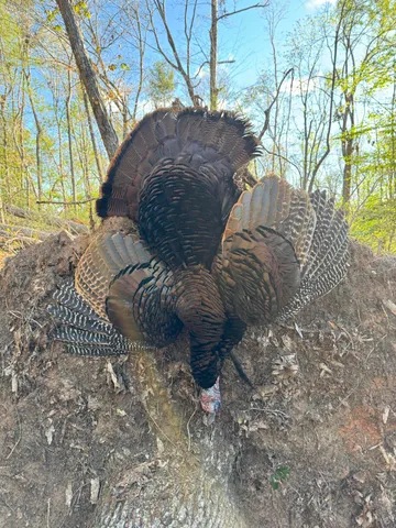 $199,999 | Tbd House Road, Summerton, SC 29148