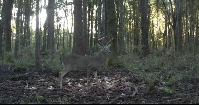 $199,999 | Tbd House Road, Summerton, SC 29148