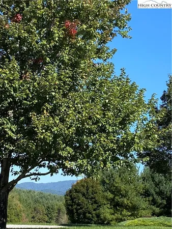 a view of a big yard with plants and large trees