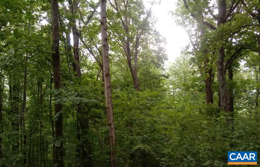 Lot 24 Top Ridge Road Stanardsville, VA 22973 - Photo 5 of 21 a view of a forest with trees in front of it
