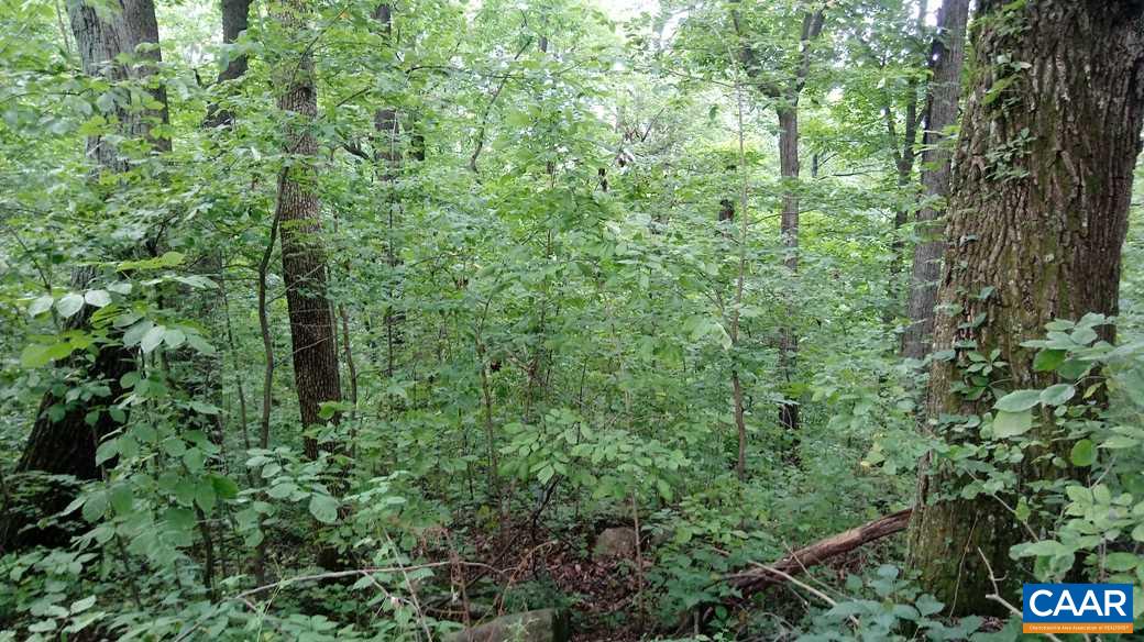 Lot 24 Top Ridge Road Stanardsville, VA 22973 - Photo 6 of 21 a view of a lush green forest