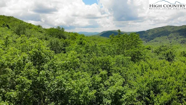 a view of a bunch of trees
