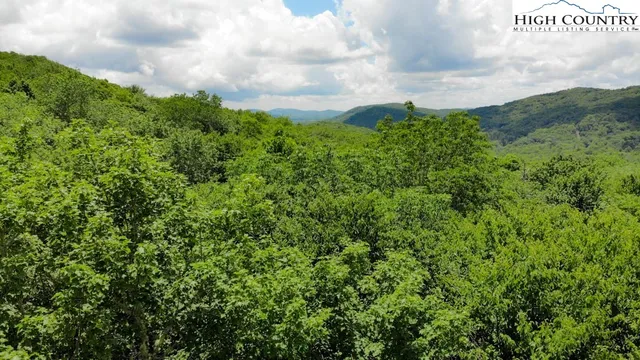 a view of a bunch of trees