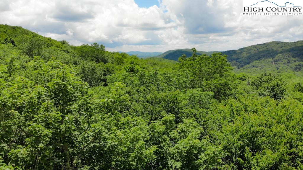 a view of a bunch of trees