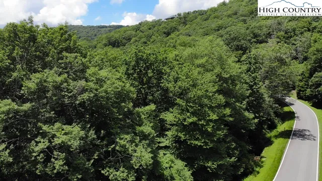 a view of a forest that has a tree