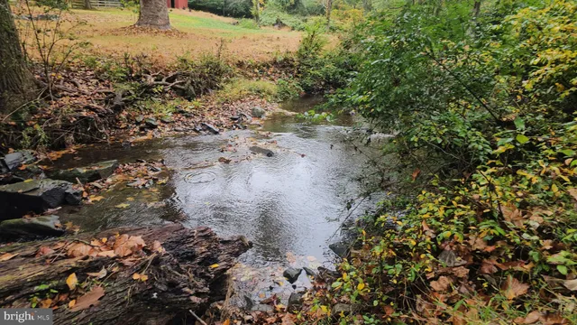 a view of a forest filled with trees