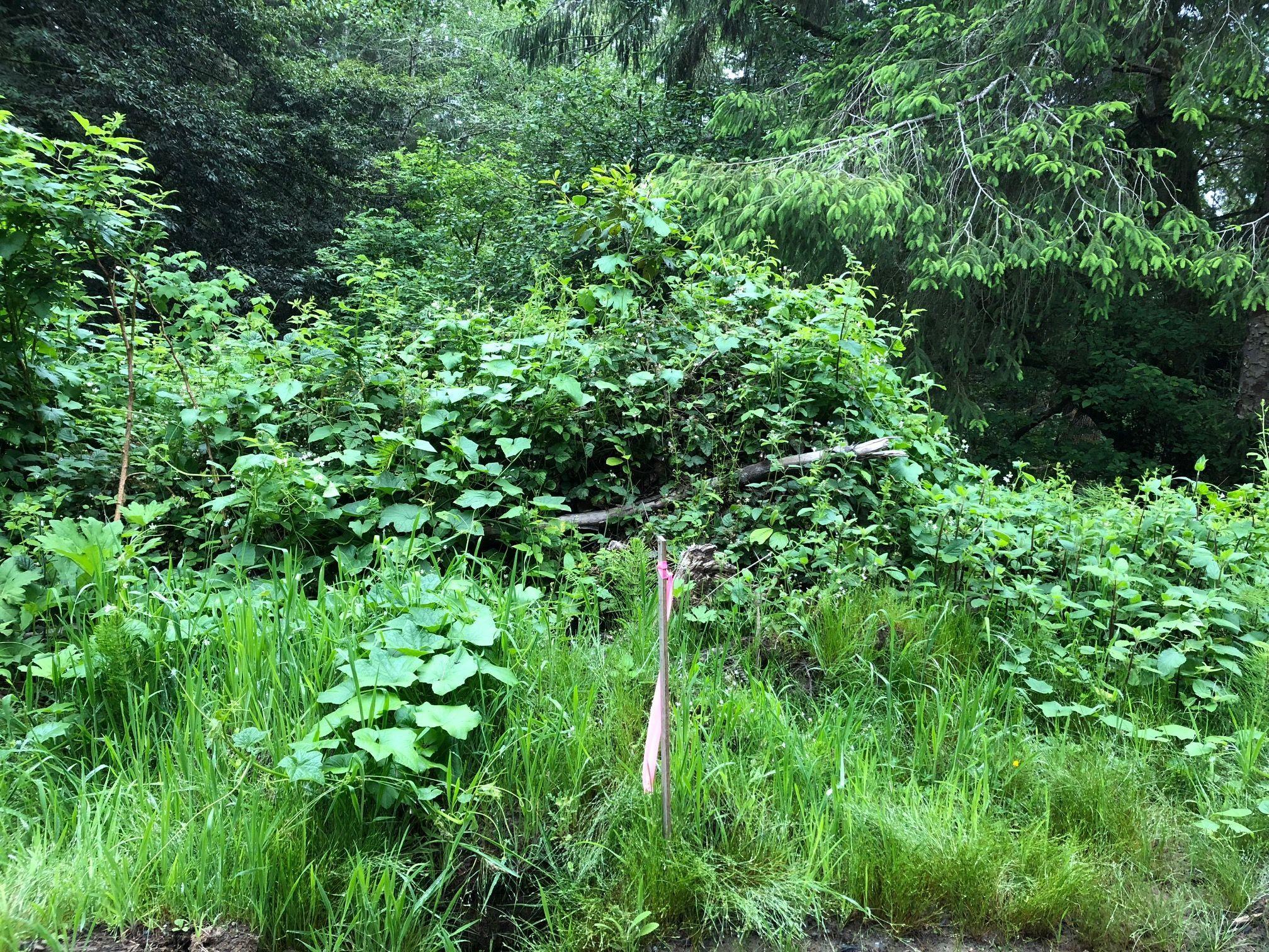 0 Splinter Lane Arcata, CA 95521 - Photo 2 of 15