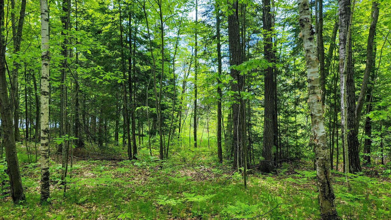 Lot #45 Memory Lane Eagle River, WI 54521 - Photo 9 of 10 Gallery Image 9