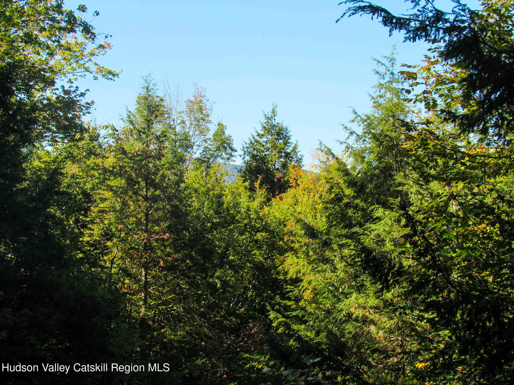 2 Crow Road Fleischmanns, NY 12430 - Photo 14 of 17 a view of a tree with a yard