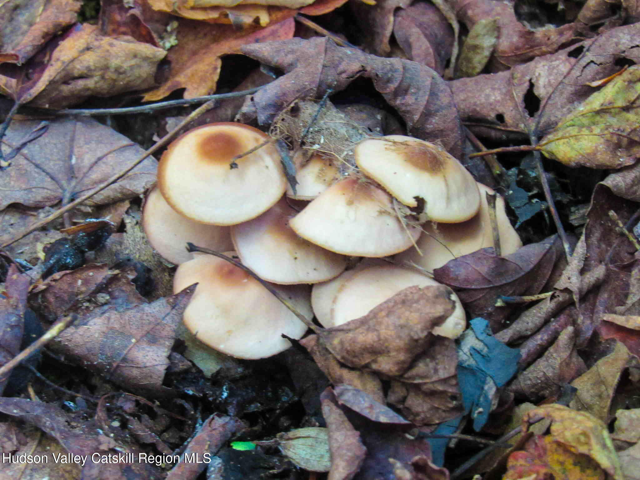 2 Crow Road Fleischmanns, NY 12430 - Photo 15 of 17 a kitchen with lots of wood furniture