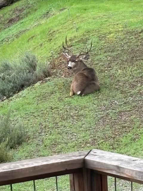 9521 Sicard Flat Road Browns Valley, CA 95918 - Photo 81 of 83