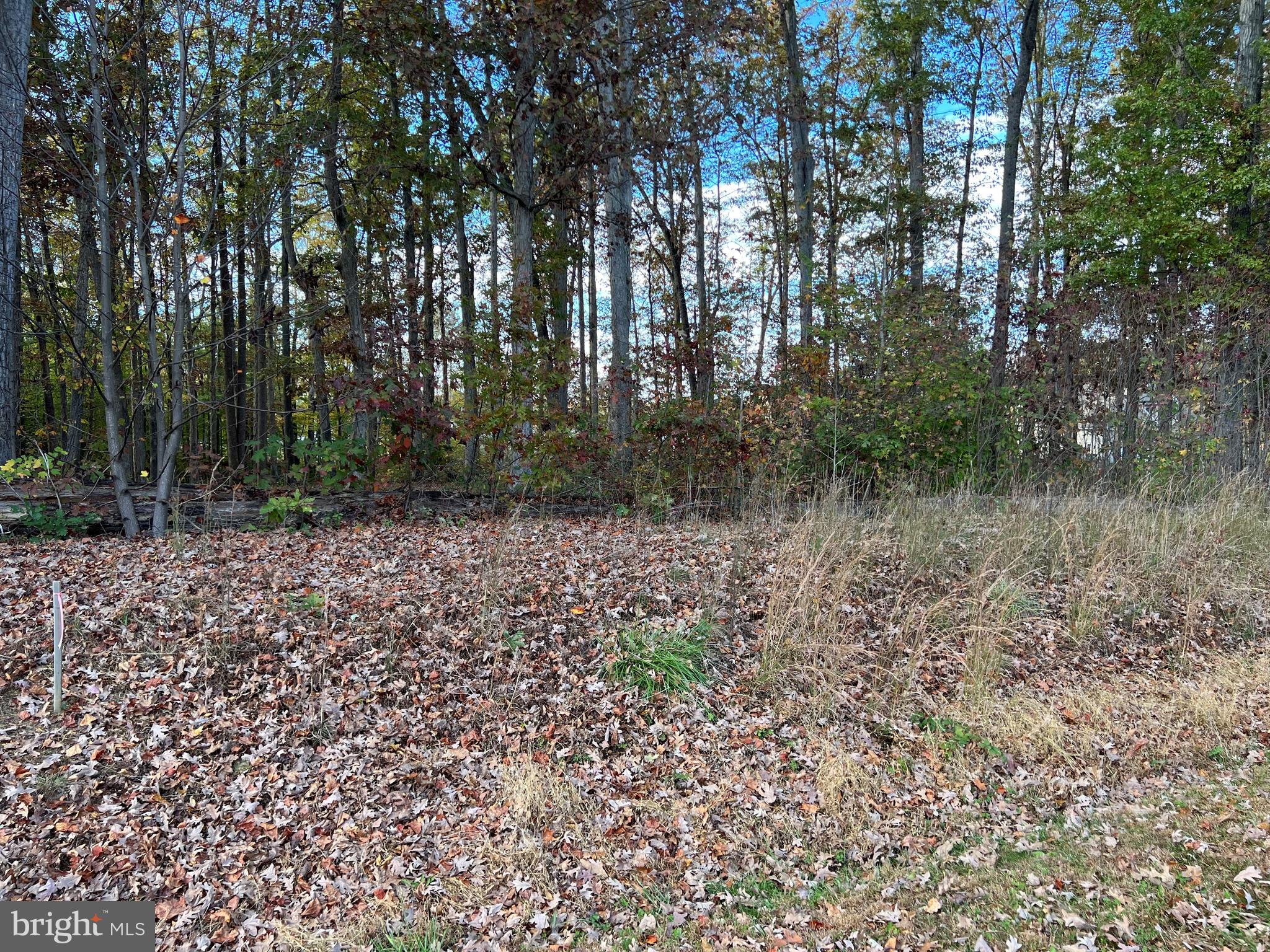 8 Rainbow Ridge Bumpass, VA 23024 - Photo 3 of 21 a view of a yard with plants and large trees