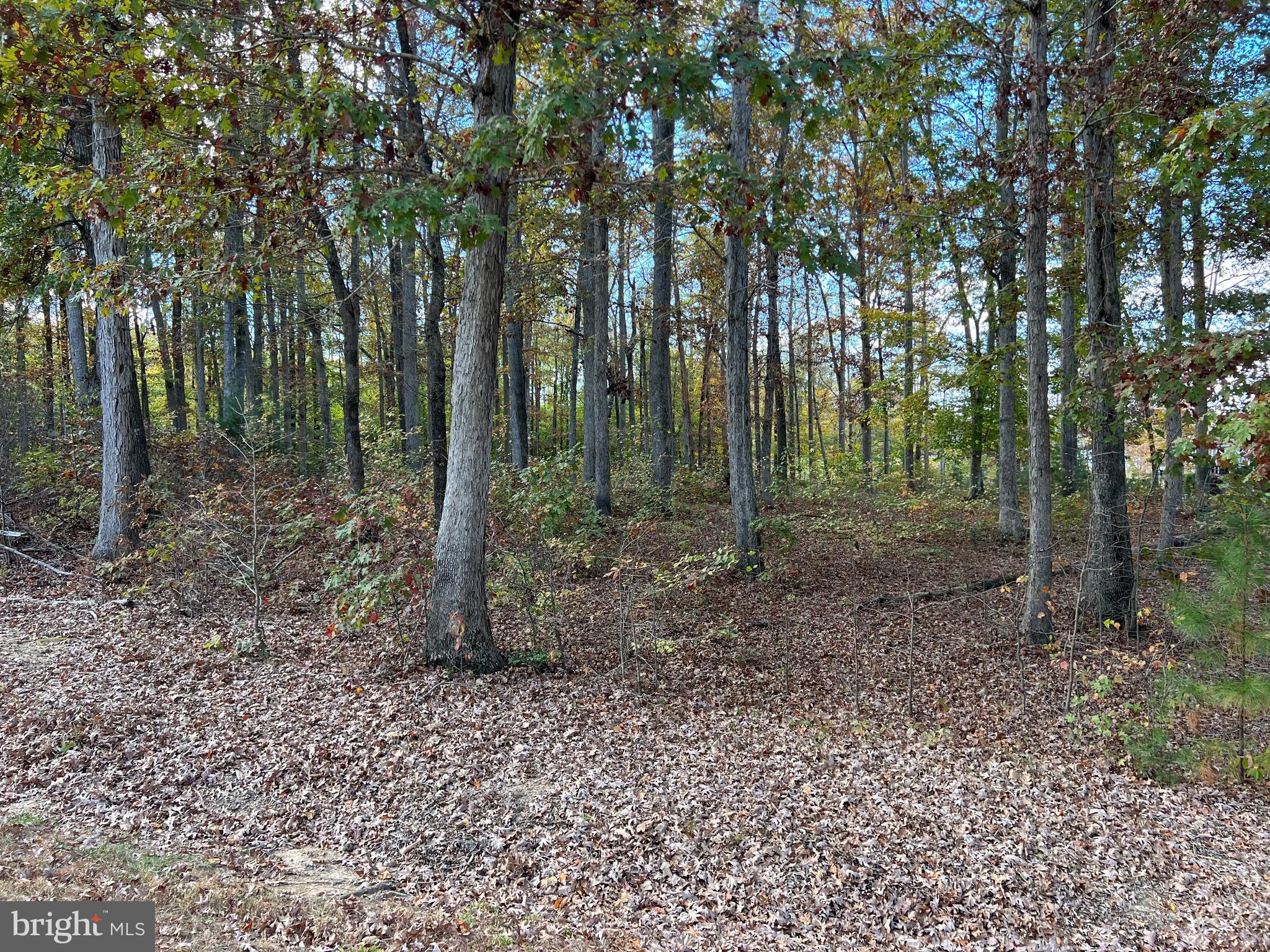 8 Rainbow Ridge Bumpass, VA 23024 - Photo 4 of 21 a view of a forest that has large trees