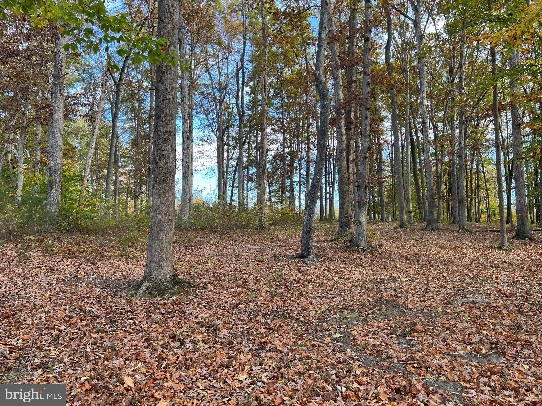 8 Rainbow Ridge Bumpass, VA 23024 - Photo 6 of 21 a backyard of a house with lots of green space