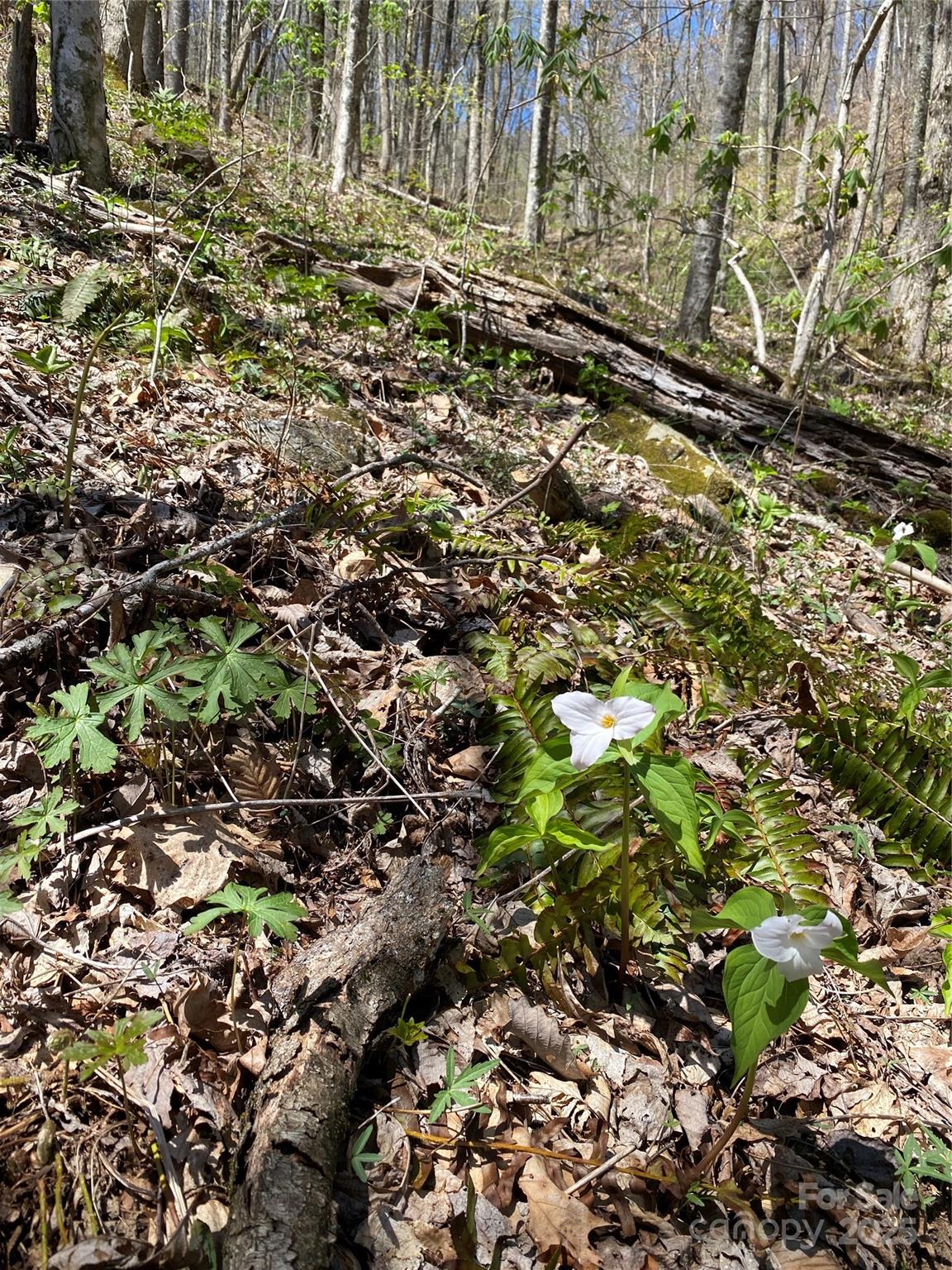 99999 Chestnut Forest Road, Unit 412 & #413 Fairview, NC 28730 - Photo 17 of 36