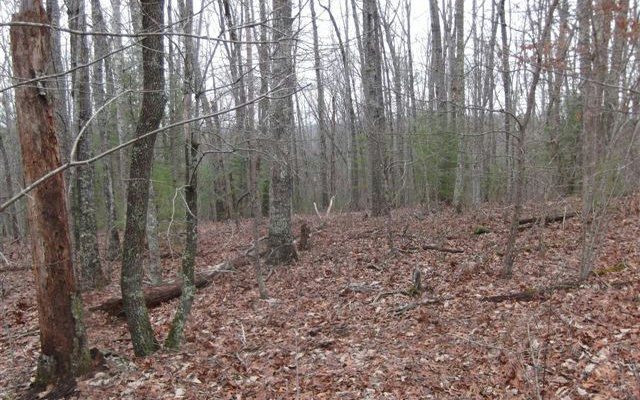 5.59 Walker Road Murphy, NC 28906 - Photo 1 of 1 Main View