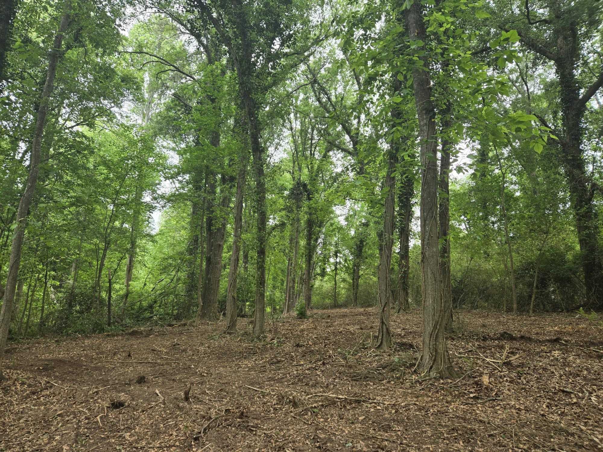 Pepper Street Central, SC 29630 - Photo 4 of 12