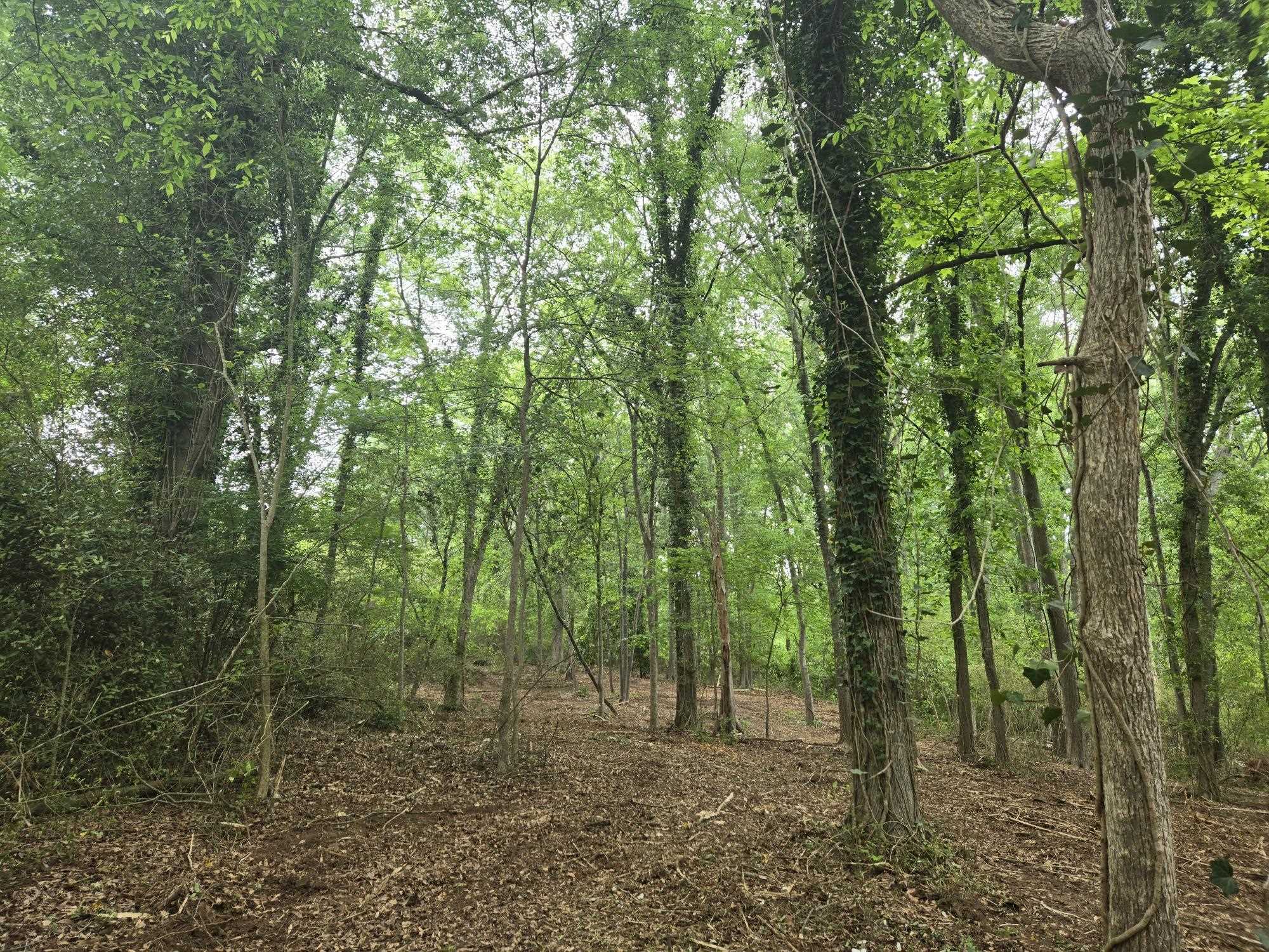 Pepper Street Central, SC 29630 - Photo 7 of 12