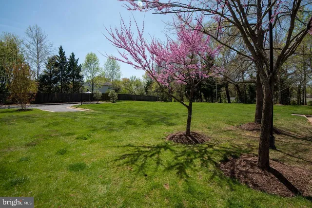 a view of a backyard with large trees