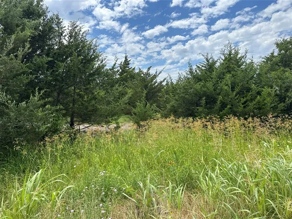 a view of a bunch of trees and bushes