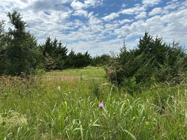 a view of a field with plants and trees