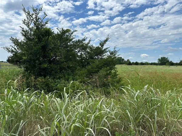 a view of a big yard with a large tree
