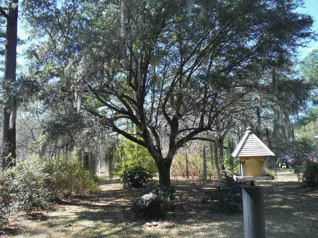 2446 Ridgeway Road Lugoff, SC 29078 - Photo 2 of 21 2 - Front Yard