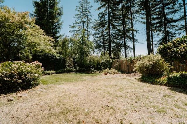 a view of a yard with plants and trees