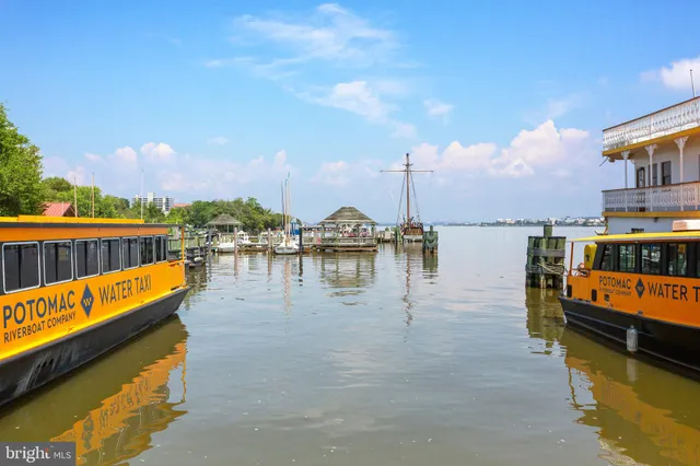 a view of a yard with plants and large trees