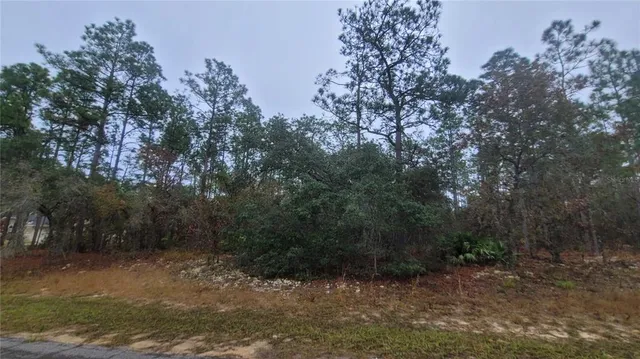a view of a forest filled with trees