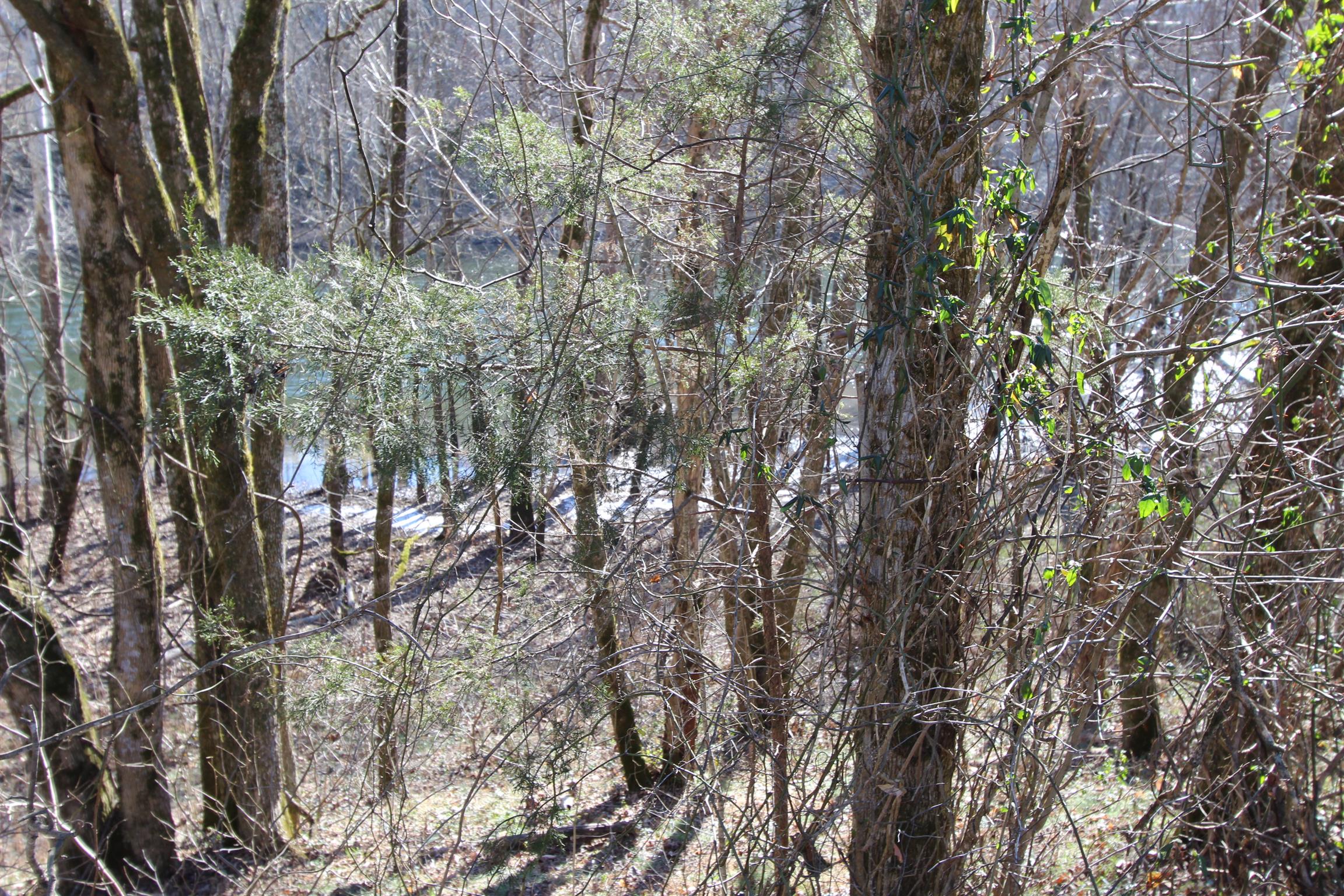 4 Judd Road Lancaster, TN 38569 - Photo 6 of 14 Gallery Image 6