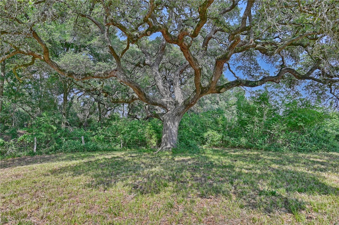 2120 Hohenwalde School Road Brenham, TX 77833 - Photo 4 of 23 a big yard with lots of green space and deers