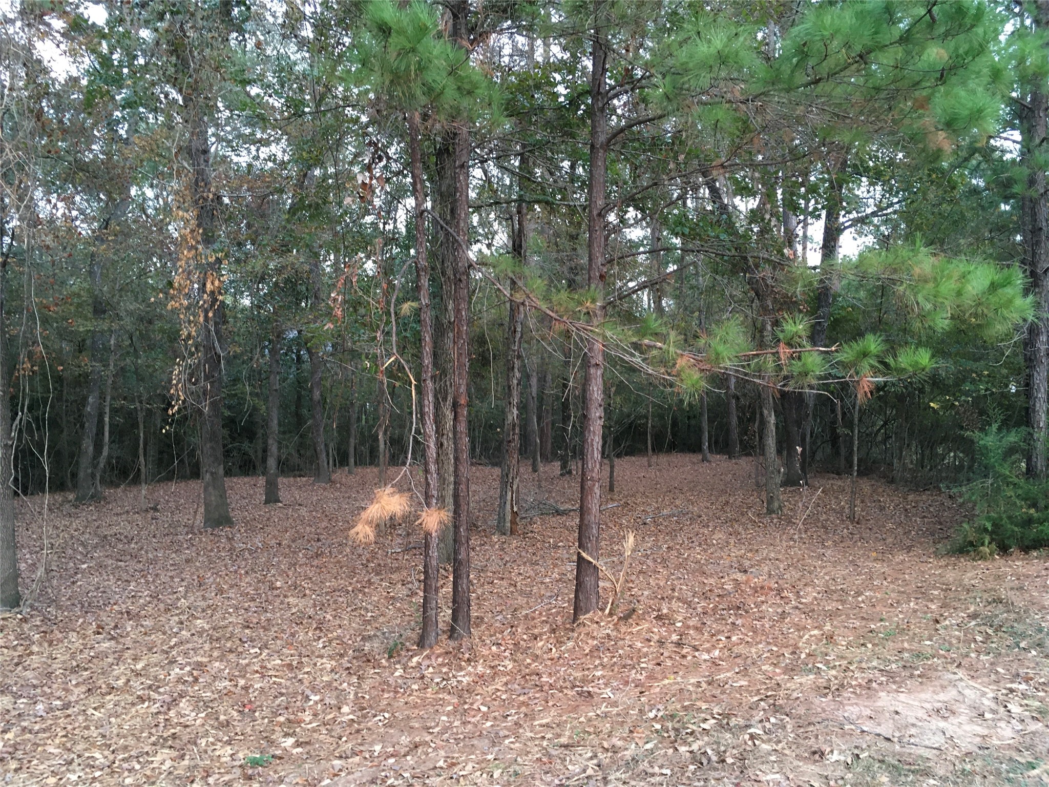 1930 Autumn Ridge Drive Conroe, TX 77304 - Photo 4 of 17 Another partial Cul de Sac view of lot