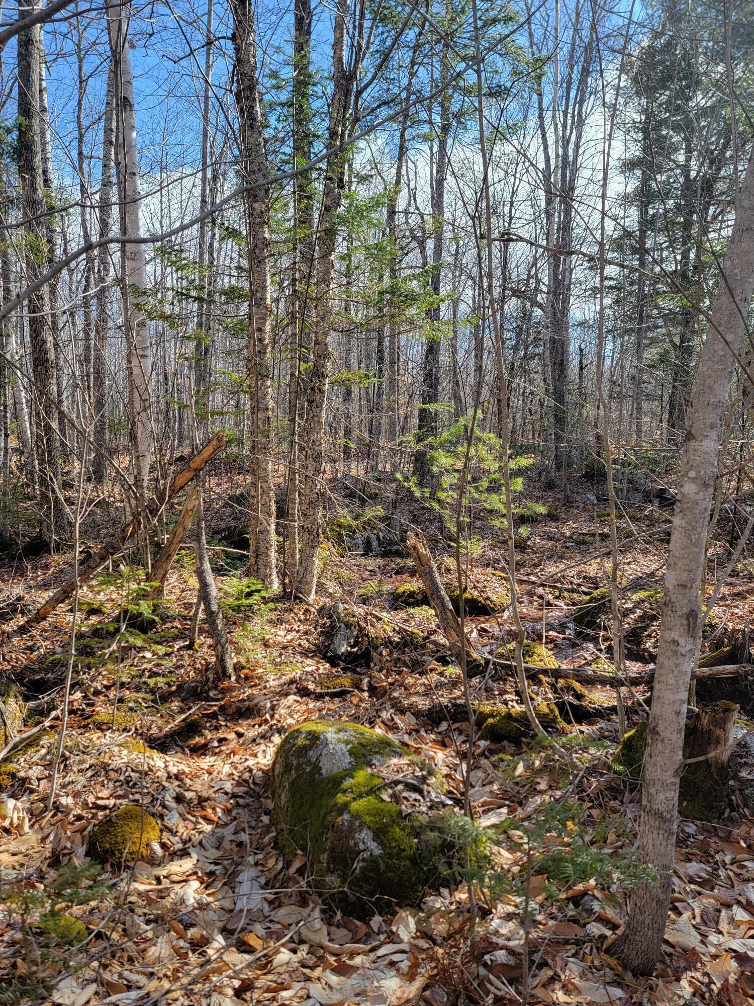 Lot #6 Hardwood Ridge Road Deblois, ME 04622 - Photo 10 of 30 20250417_091106 (1)