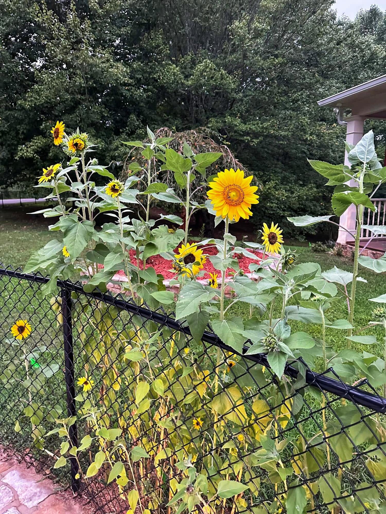 366 Barker Trail Road Cleveland, GA 30528 - Photo 104 of 109 LOVELY FLOWERS