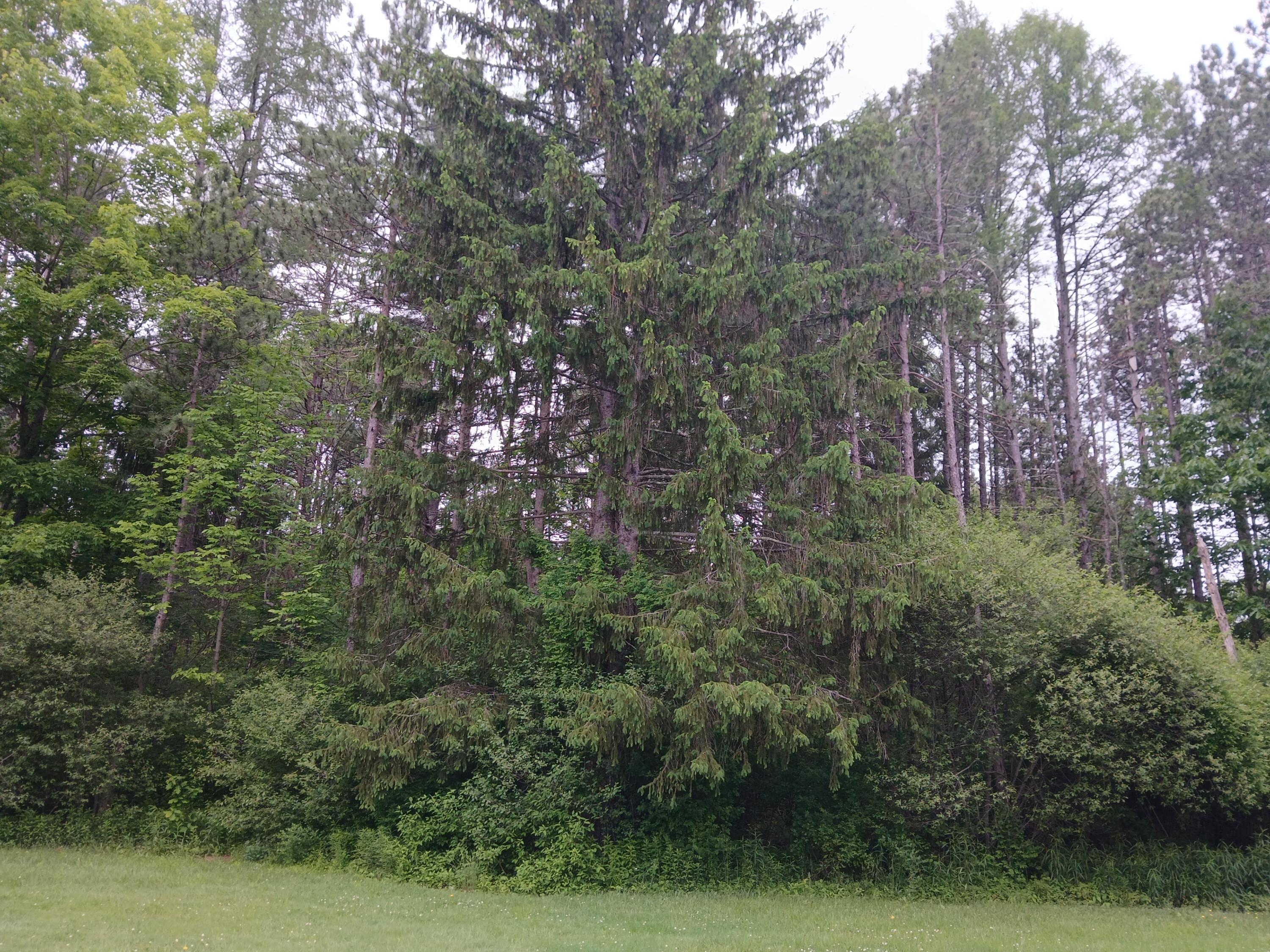 209 Mosher Road Gorham, ME 04038 - Photo 5 of 14 20250609_095040