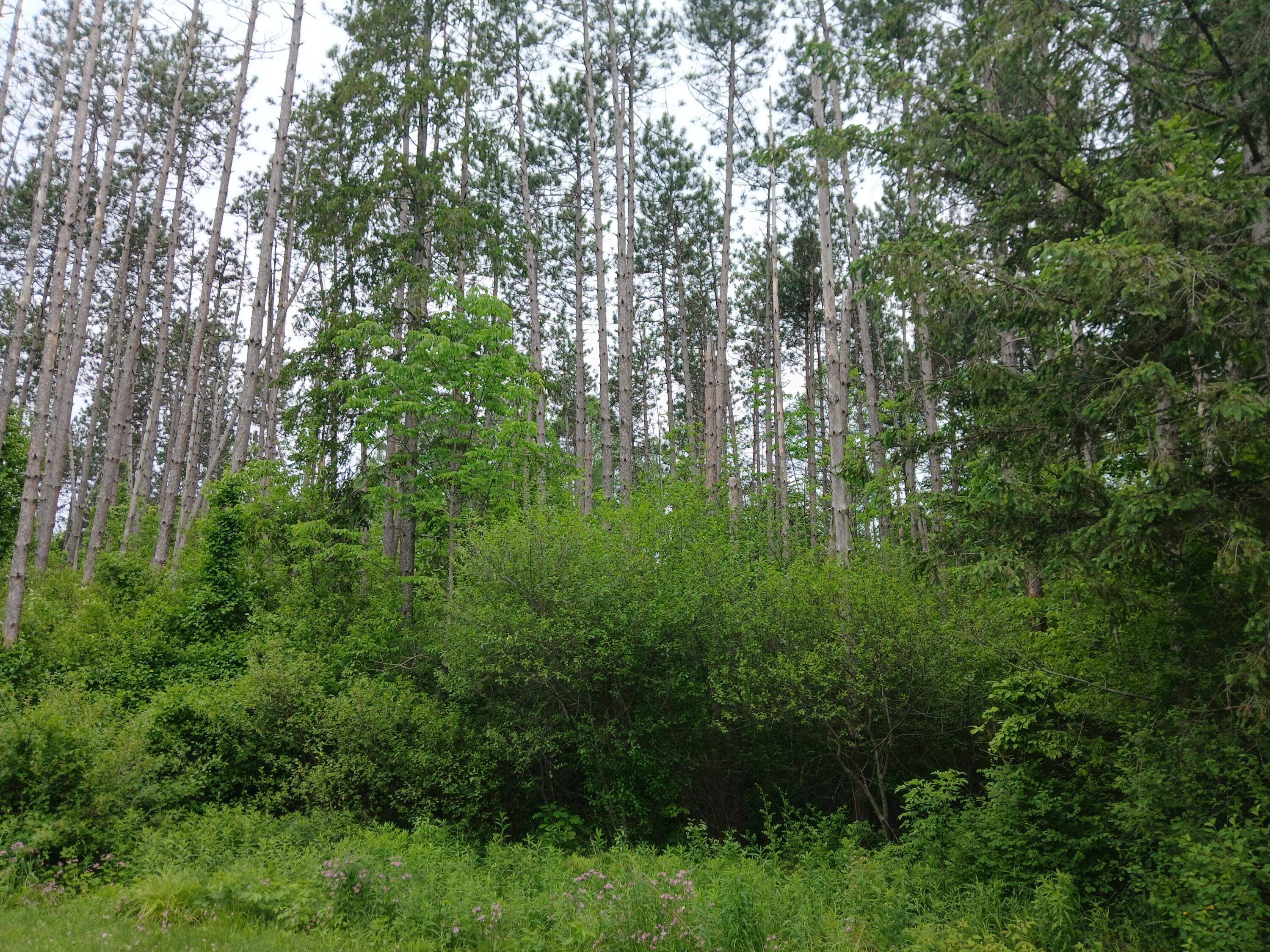 209 Mosher Road Gorham, ME 04038 - Photo 6 of 14 20250609_095107