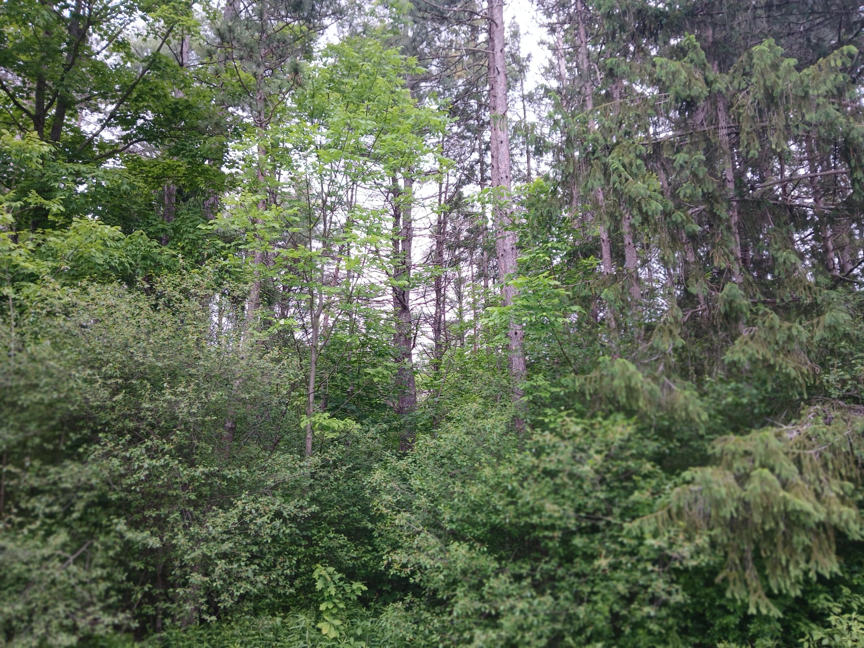 209 Mosher Road Gorham, ME 04038 - Photo 7 of 14 20250609_095140