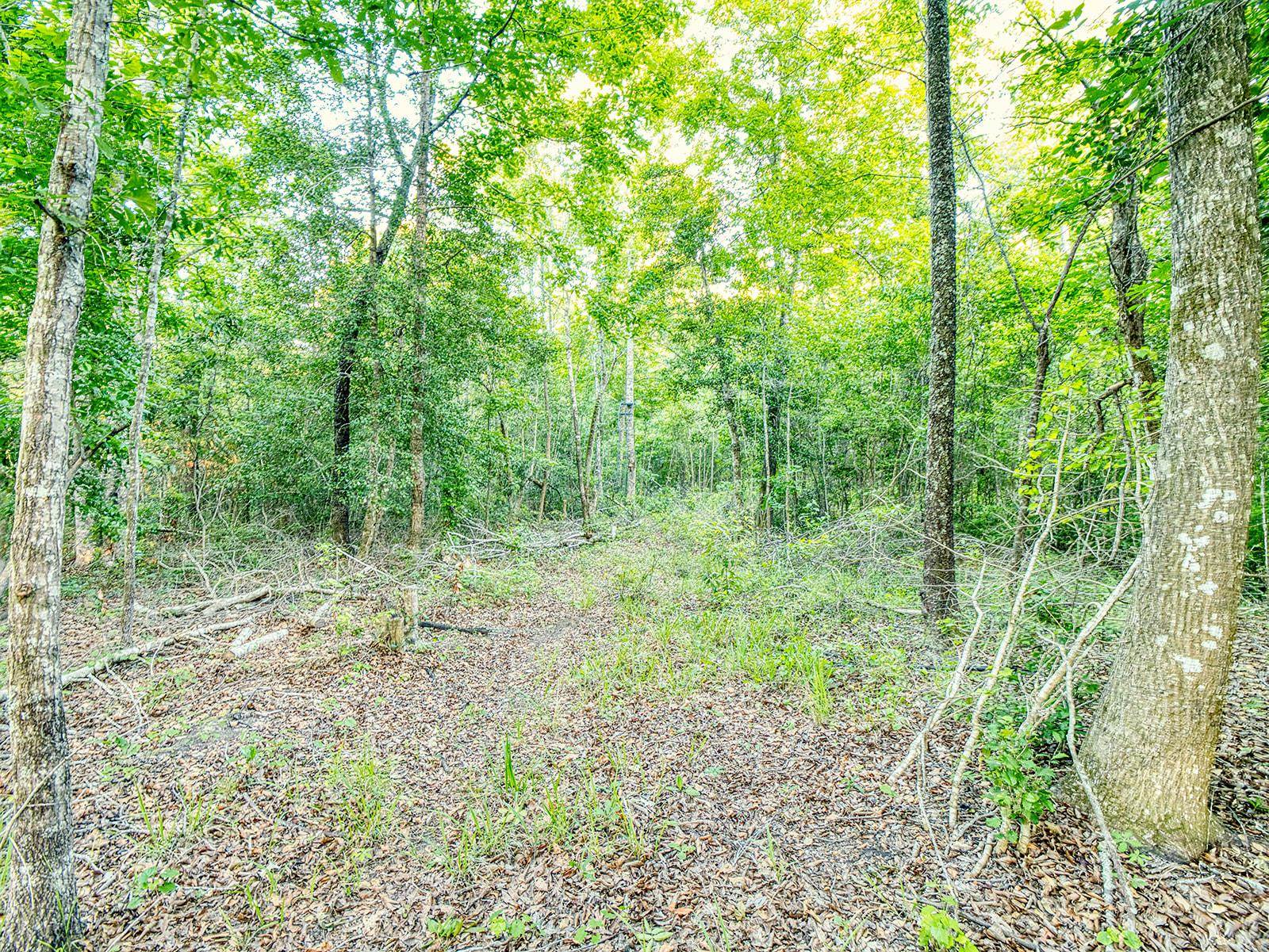Tbd Tbd Chair Road Hemingway, SC 29554 - Photo 11 of 37