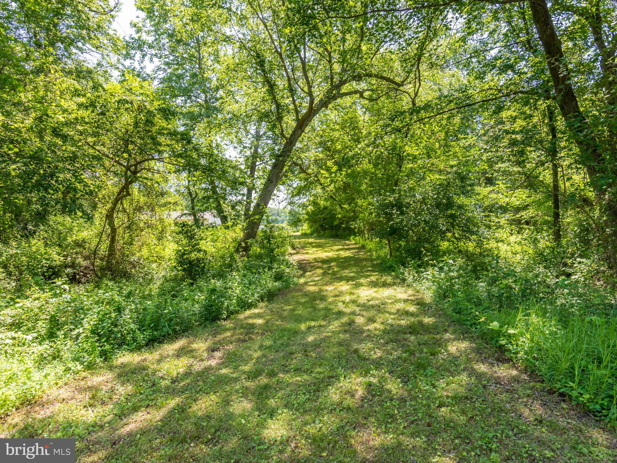 14892 Cherry Lane Ridgely, MD 21660 - Photo 20 of 24 Backyard Trail To Stream