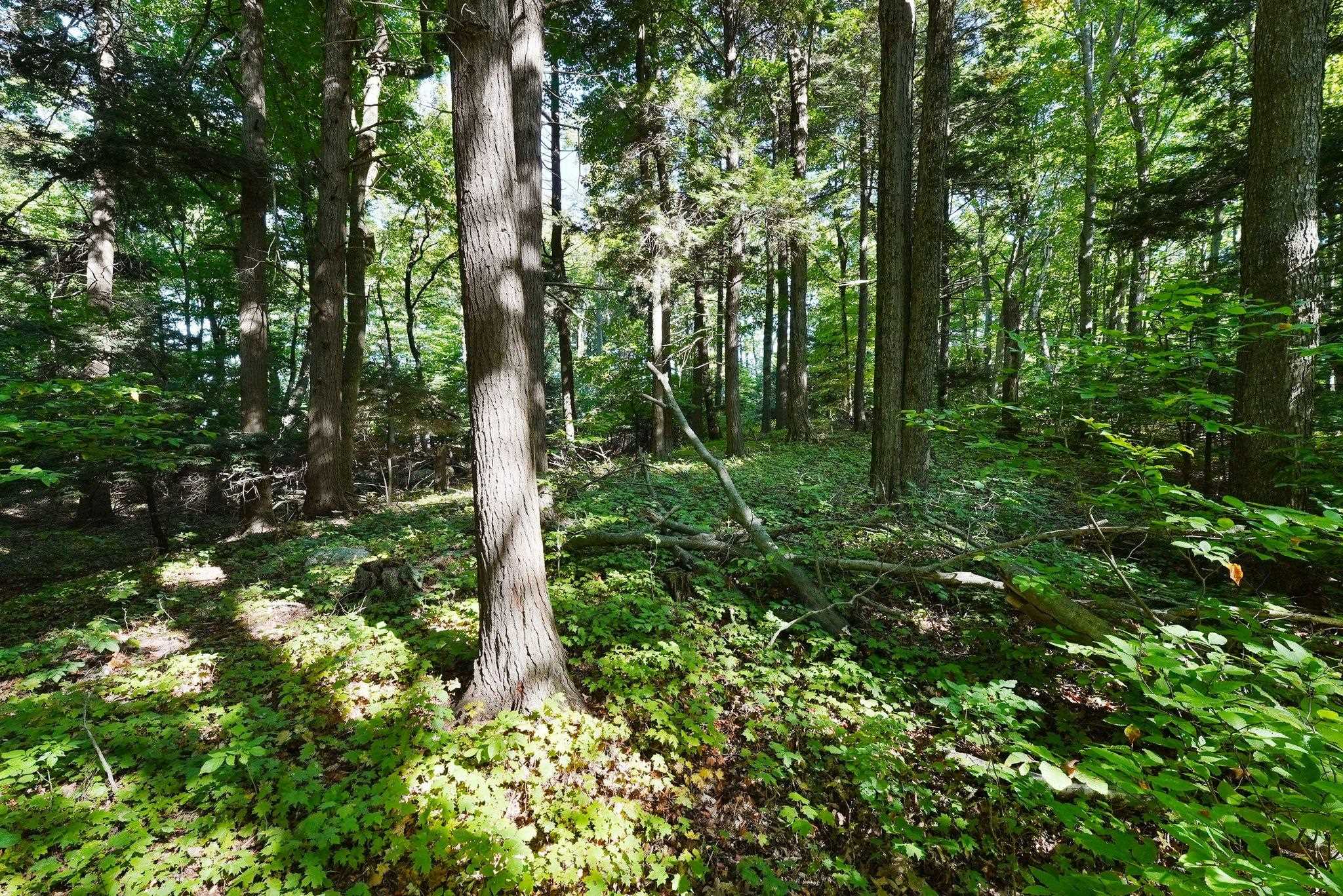 Lot 90 Ridge Road Frankfort, MI 49635 - Photo 9 of 18