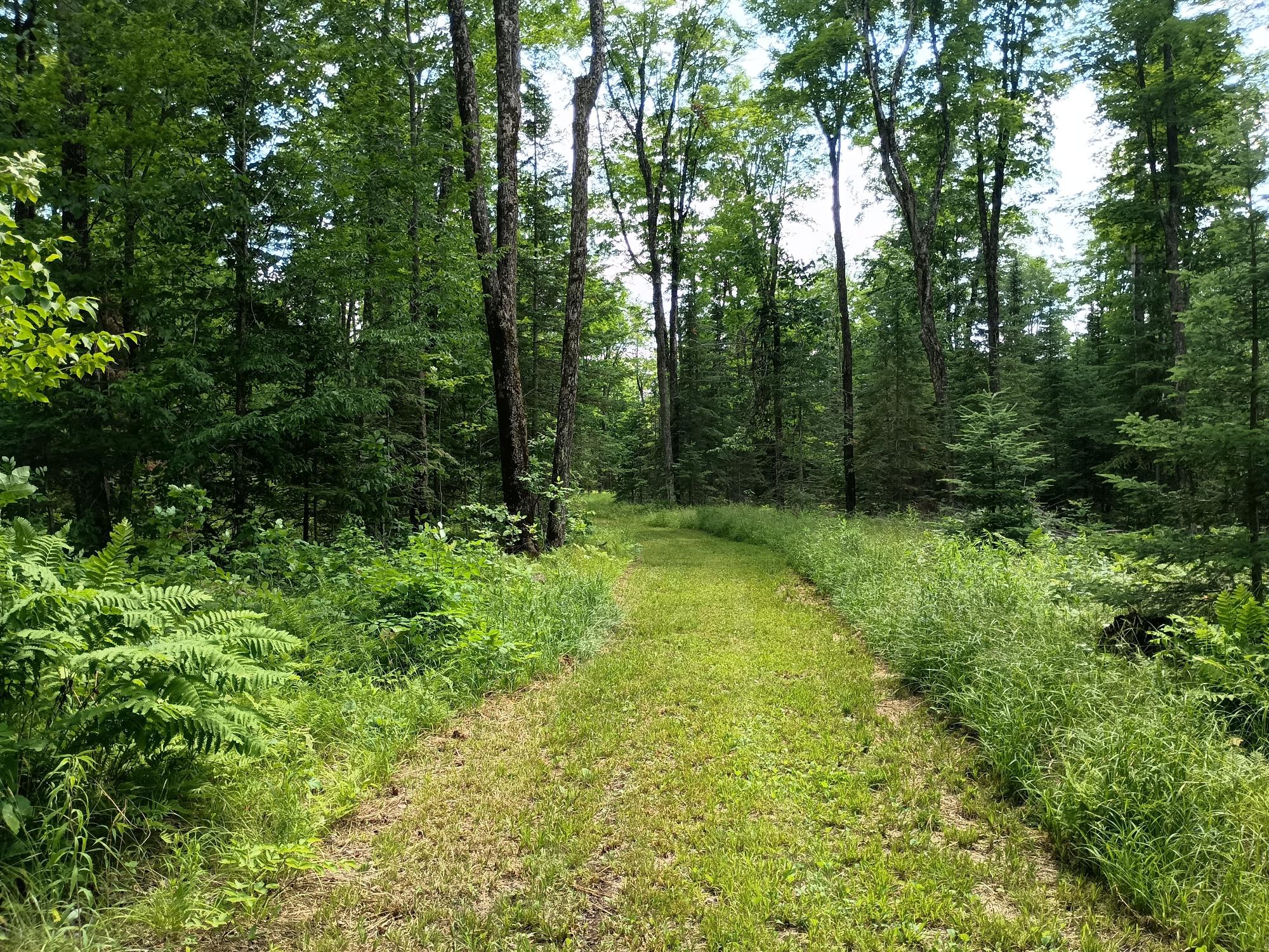 Off Creamery Road, Unit 40 ACRES Butternut, WI 54514 - Photo 5 of 21 Gallery Image 5