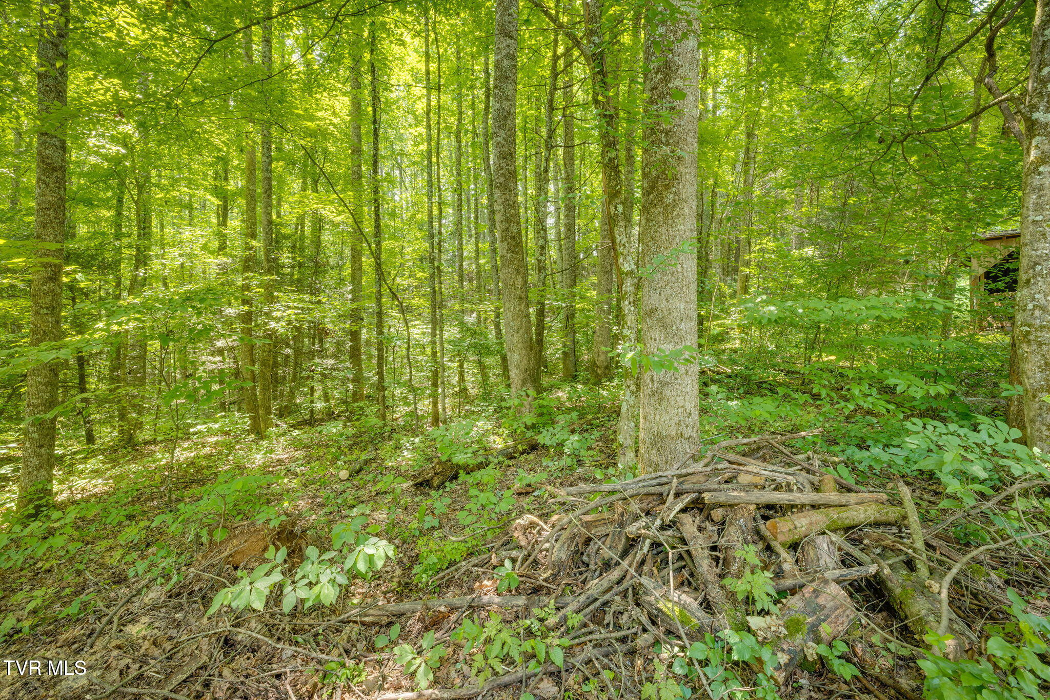 Tbd Jim Deal Road Elizabethton, TN 37643 - Photo 13 of 21 103