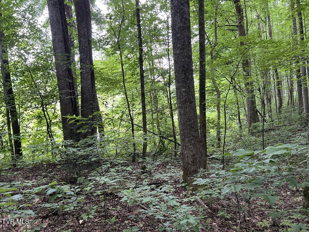 Tbd Jim Deal Road Elizabethton, TN 37643 - Photo 15 of 21 IMG_9640 (1)
